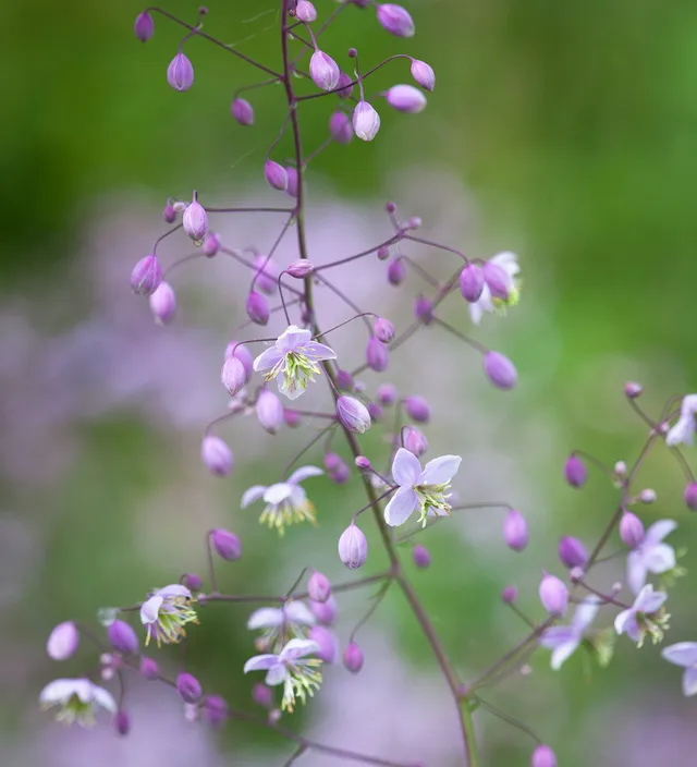 Sarah Raven Plants Wiesenraute Thalictrum delavayi 3x9cm lila