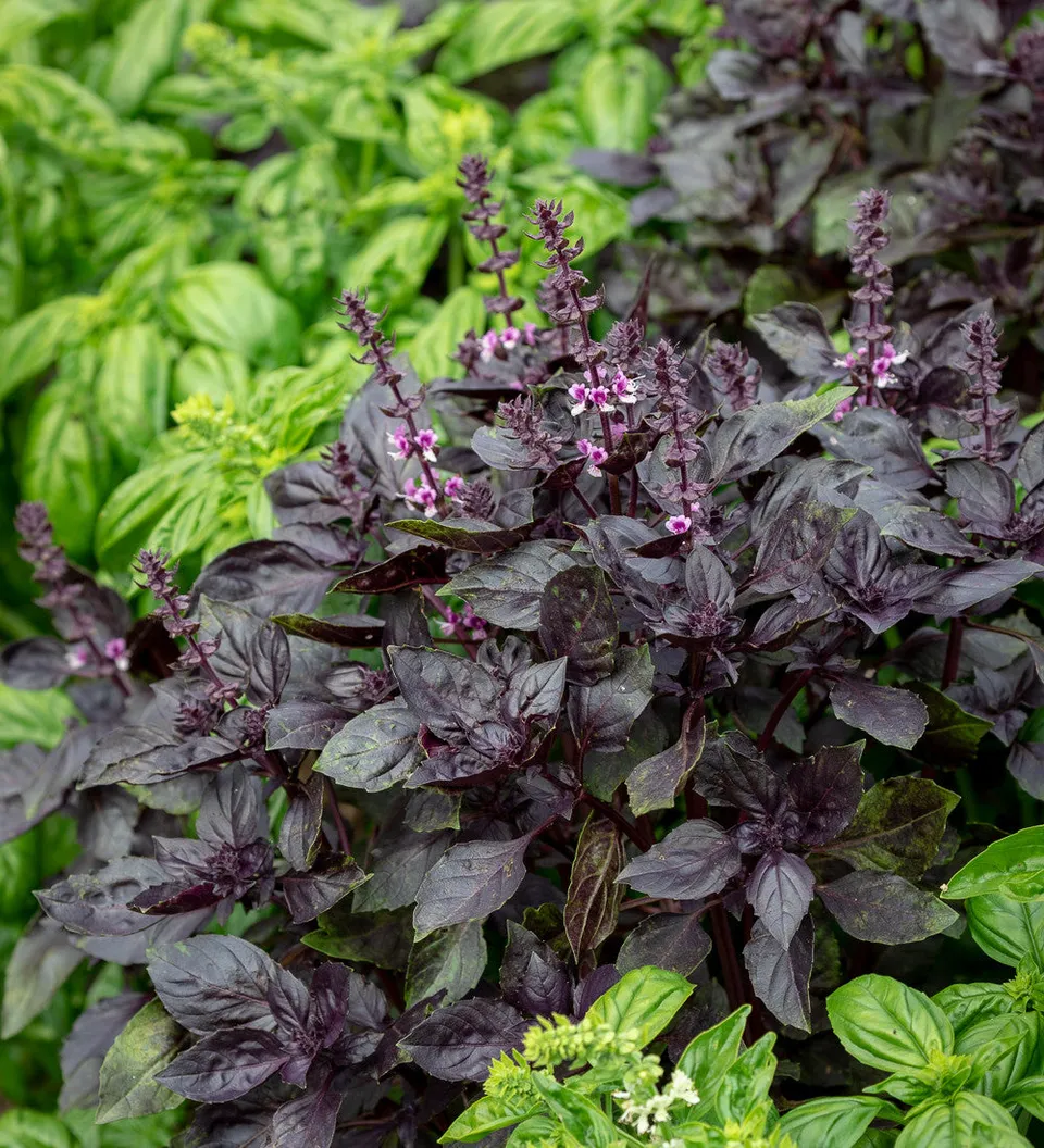 Sarah Raven Seeds Basil Collection Basilikumsamen 2 Tüten Sweet Red