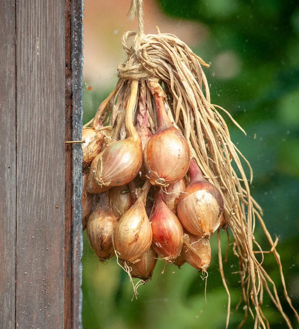 Sarah Raven Bulbs Shallot Jermor Steckzwiebeln 10 Stück süß