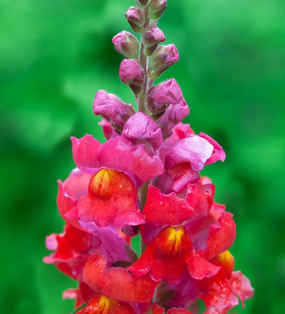 Sarah Raven Seeds Antirrhinum Sonnet Löwenmäulchen Samen 20 Stück