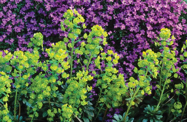 Sarah Raven Plants Euphorbia Robbiae Pflanze 3x 9cm Topf Schatten