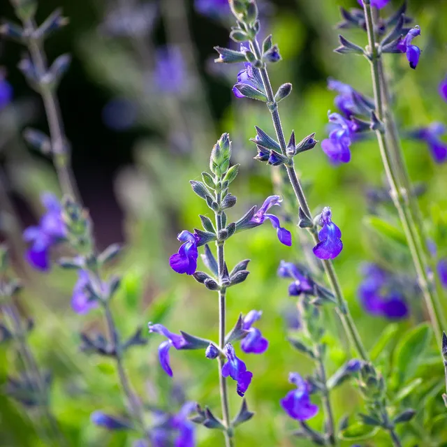 Sarah Raven Plants Salvia Blue Note Staude 2 Liter Topf