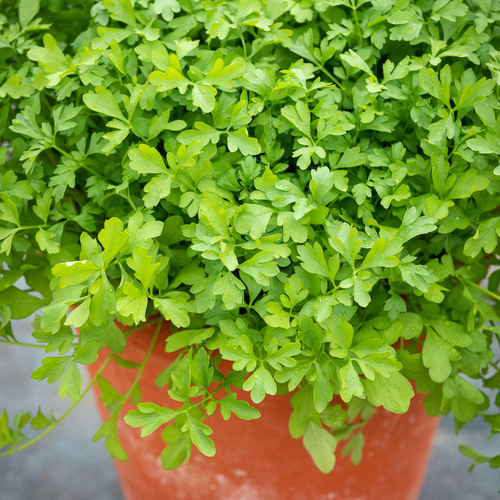 Sarah Raven Seeds Greek Cress Kressesamen 200 Samen winterhart
