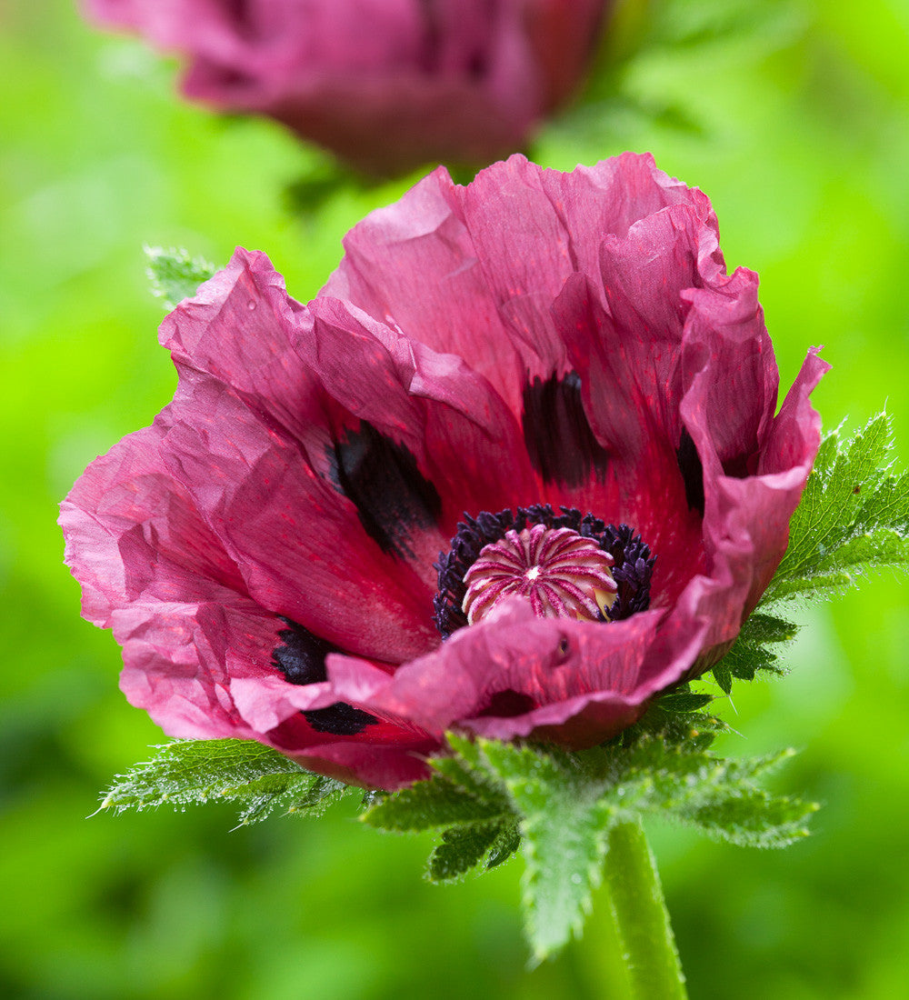 Sarah Raven Plants Papaver Patty's Plum Pflanze 3x 9cm lila Mohn