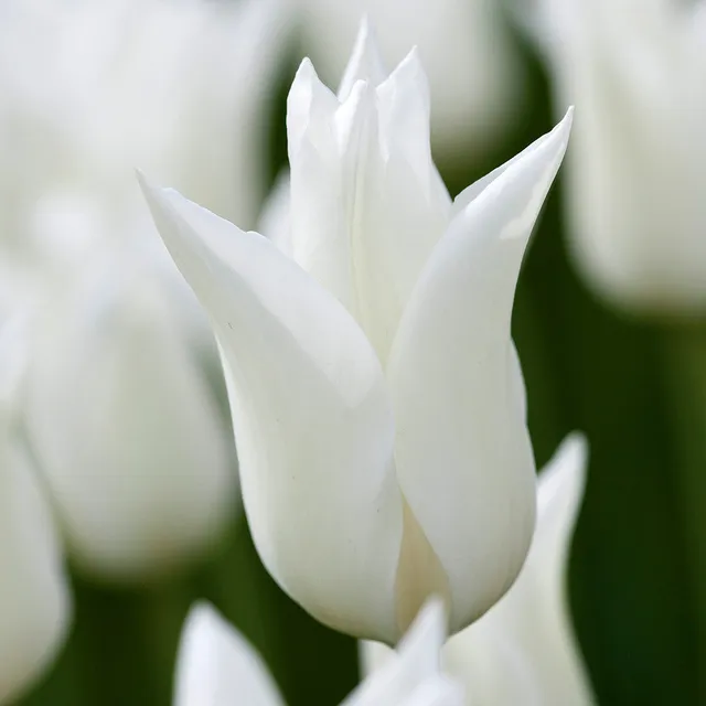 Sarah Raven Bulbs Tulip White Triumphator Blumenzwiebel 15 weiß