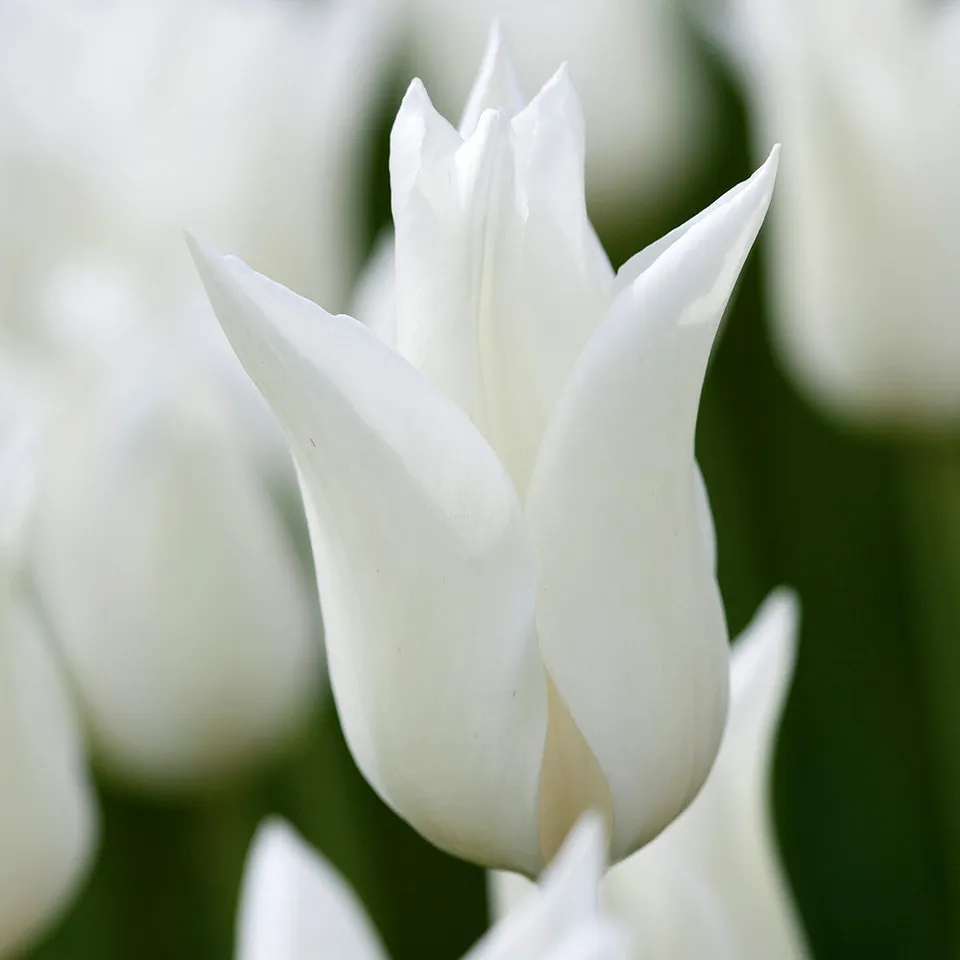 Sarah Raven Bulbs Tulip White Triumphator Blumenzwiebel 15 weiß