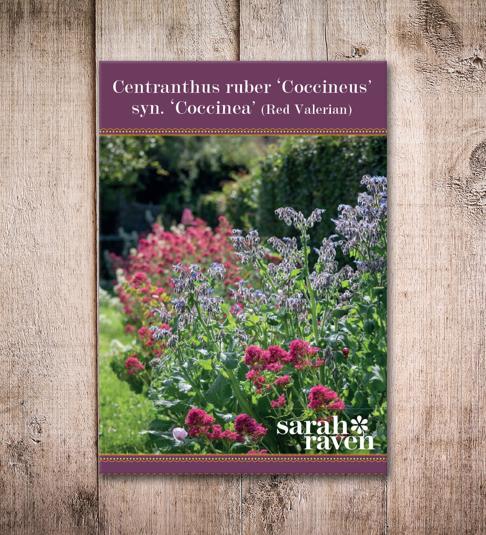 Sarah Raven Plants Rote Spornblume Pflanze 15 Setzlinge rot