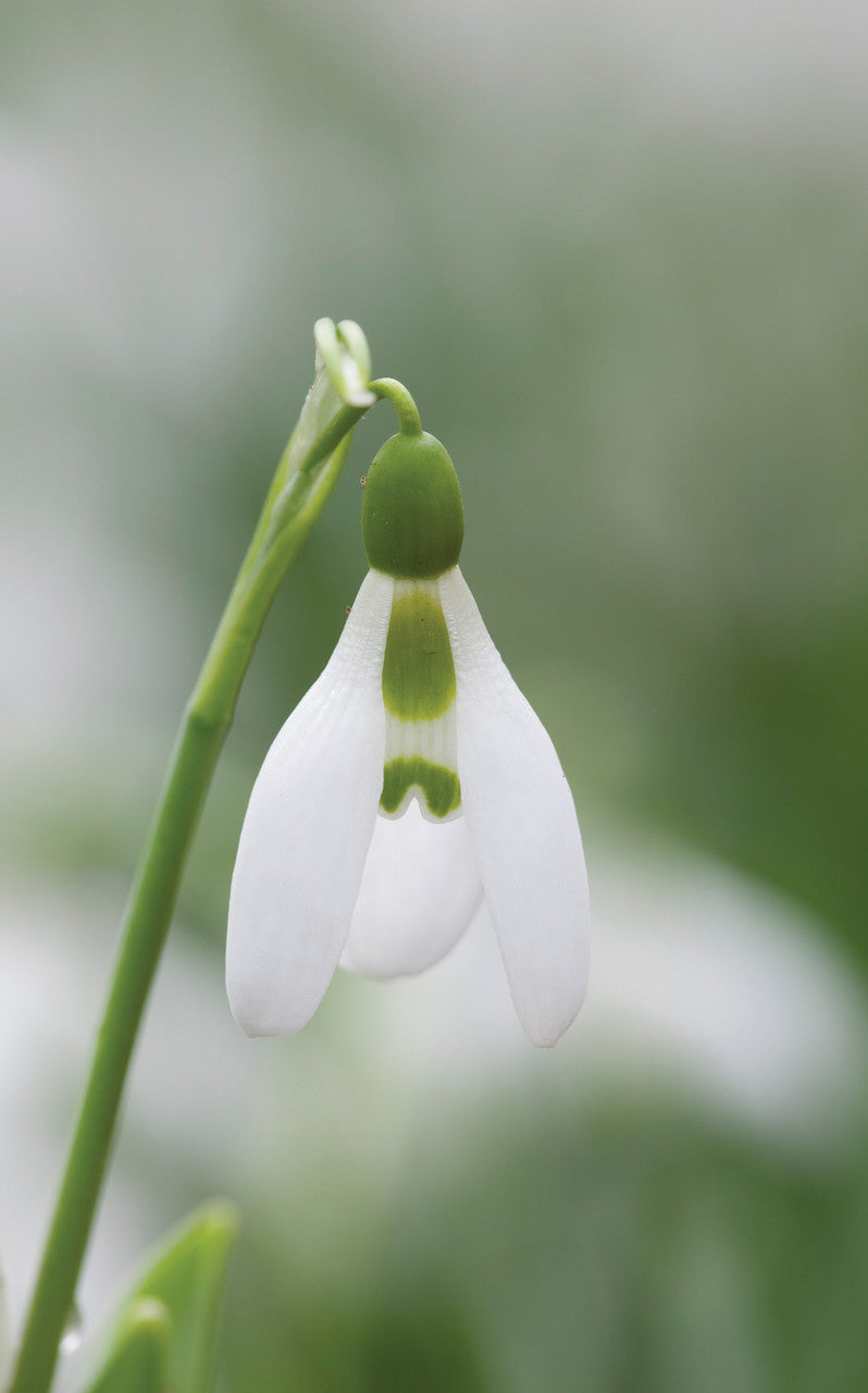 Sarah Raven Schneeglöckchen Blumenzwiebeln 30 Stück weiß