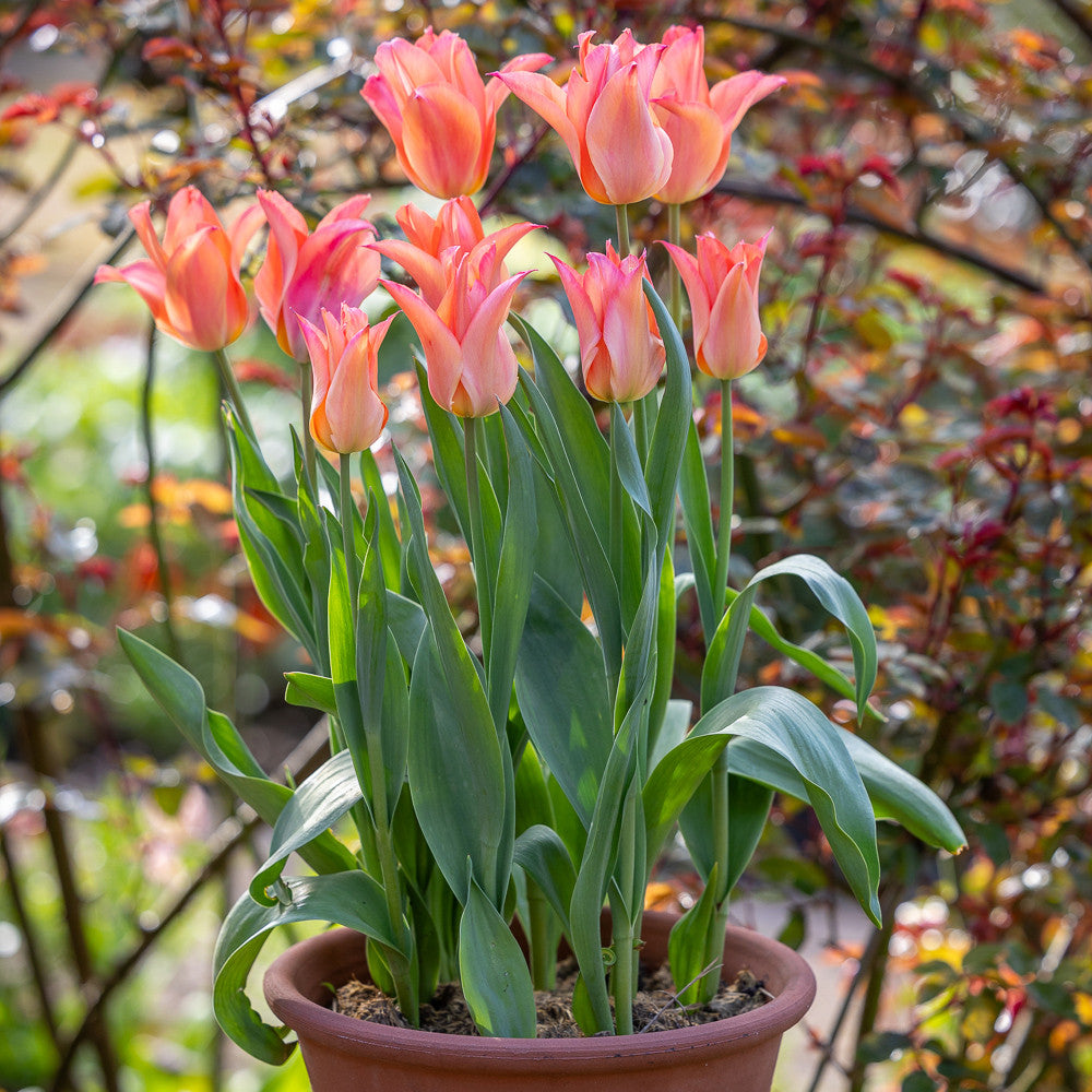 Sarah Raven Bulbs Apricot Pot Tulip Collection 30 Zwiebeln