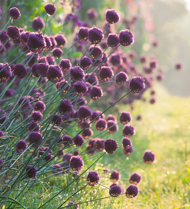 Sarah Raven Allium sphaerocephalon Blumenzwiebel 40 Zwiebeln spät