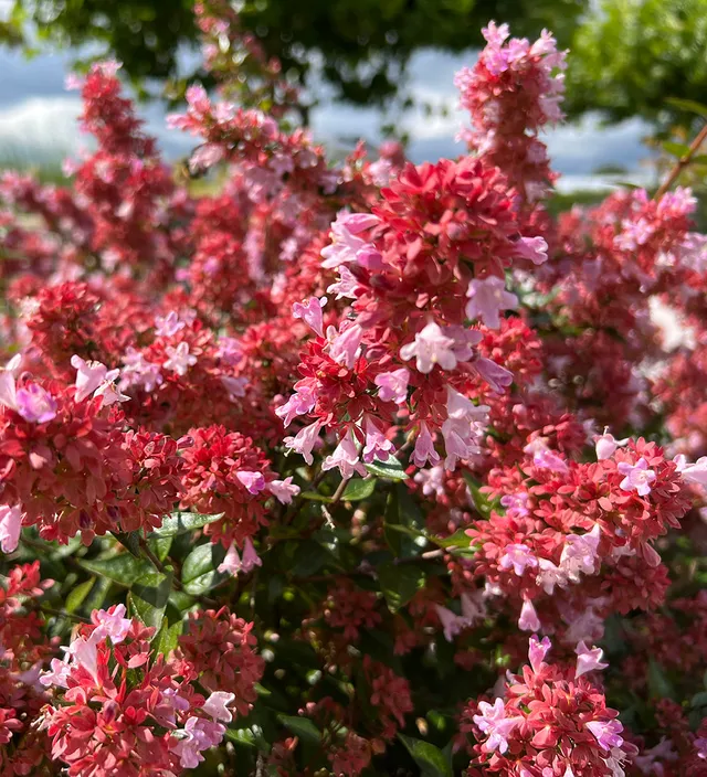 Sarah Raven Plants Abelia Raspberry Profusion Strauch 2-Liter-Topf