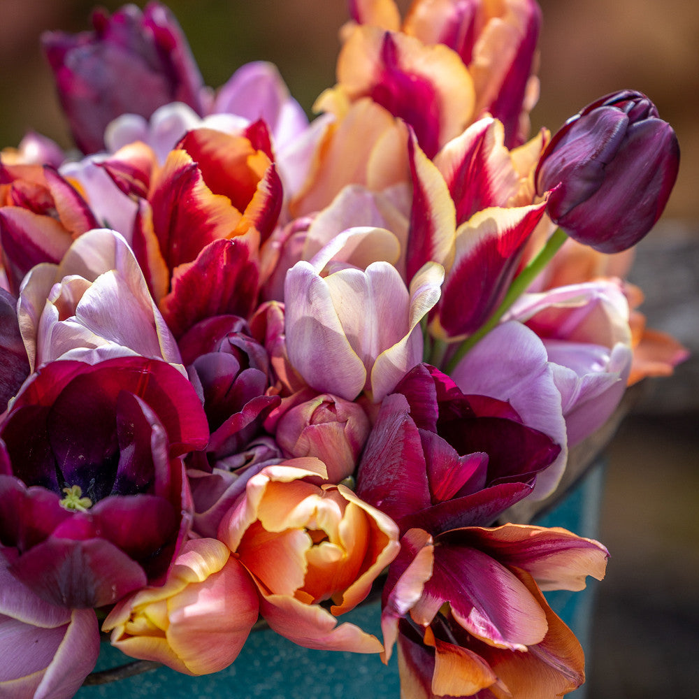 Sarah Raven Bulbs Smokey Hues Tulpenzwiebeln 20 Stück Schnittmischung