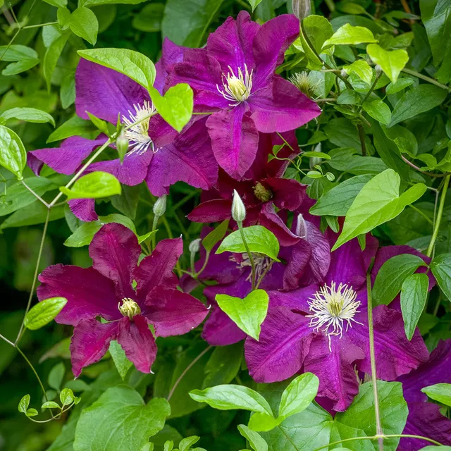 Sarah Raven Niobe Clematis 2-Liter-Topf karmesinrot
