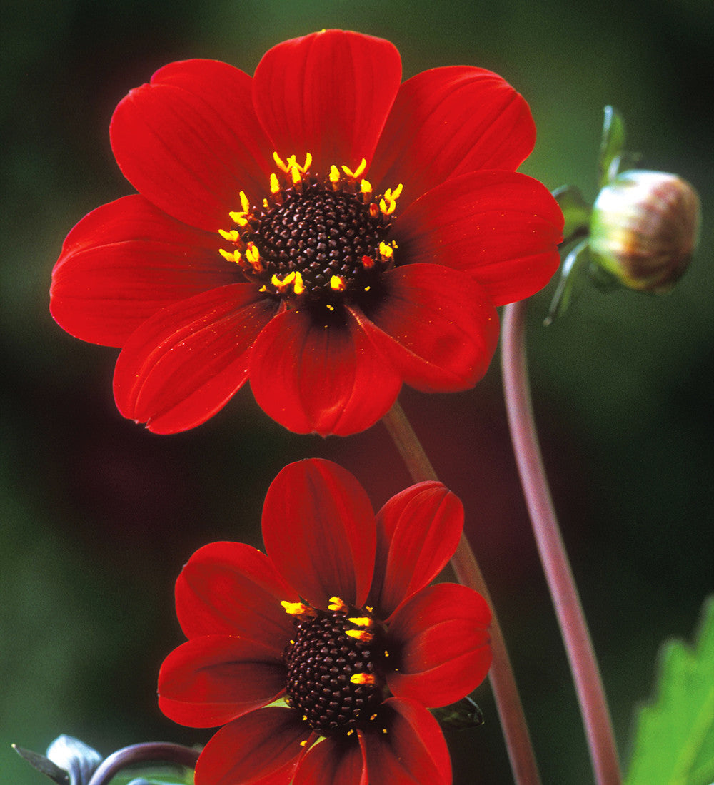 Sarah Raven Bulbs Dahlien Kollektion Knollen 4 Knollen