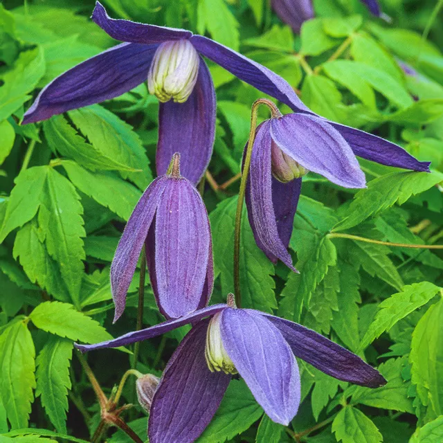 Sarah Raven Plants Clematis alpina Pamela Jackman Pflanze 2L Topf lila