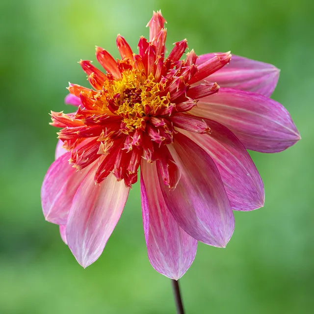 Sarah Raven Bulbs Dahlia Lava Glow Dahlienknollen Orange