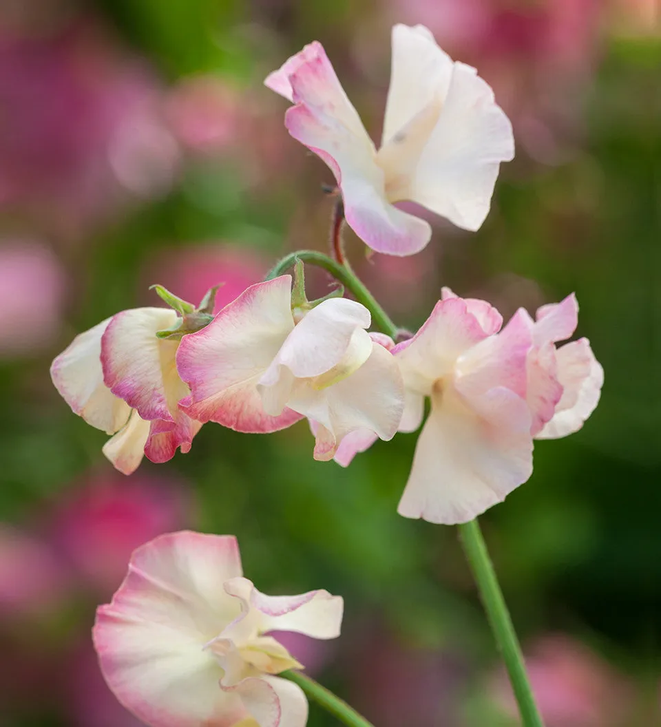 Sarah Raven Seeds Sweet Pea Mollie Rilstone Blumensamen 20 Samen