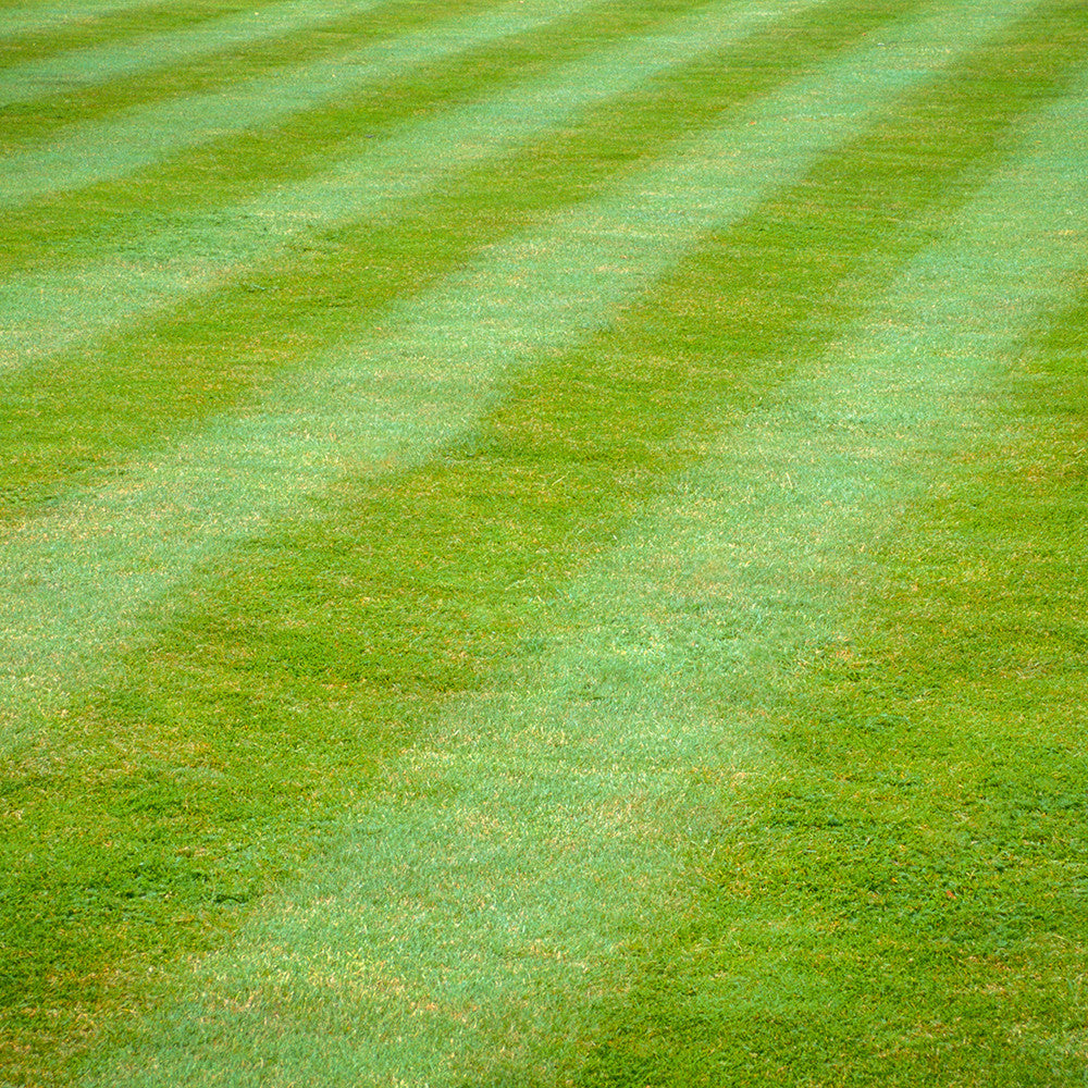Sarah Raven Lawn Protection Nematoden 100 qm Rasen