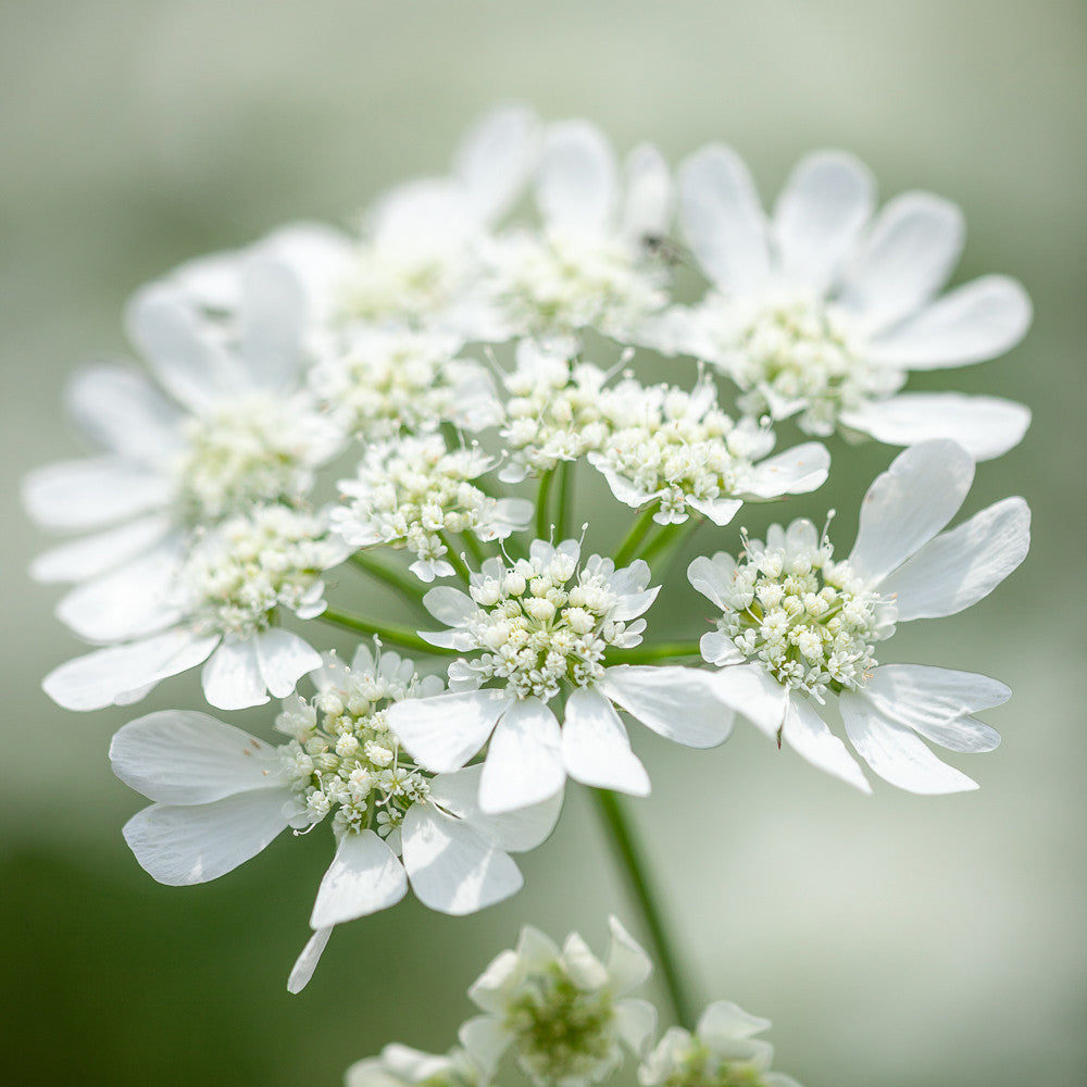 Sarah Raven Plants Orlaya grandiflora Blumen 30 Samen Weiß