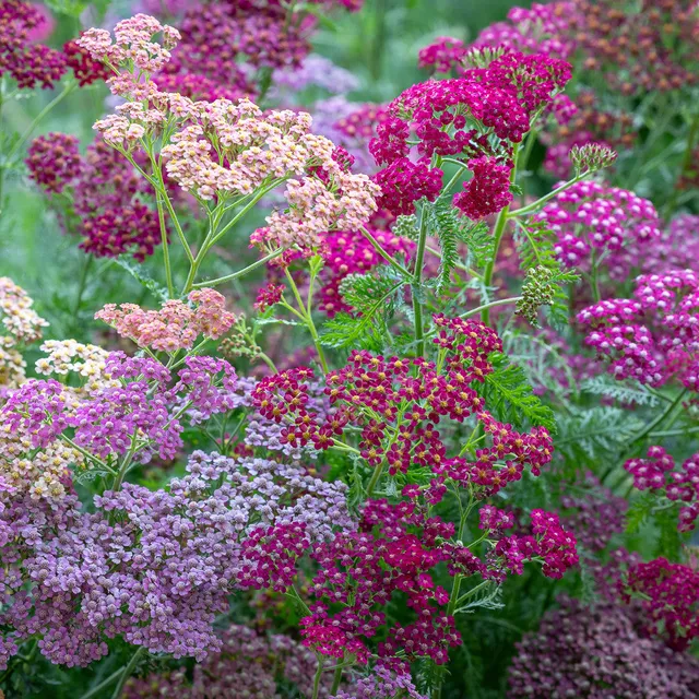 Sarah Raven Achillea Flowerburst Red Shades Stauden 3x9cm rot