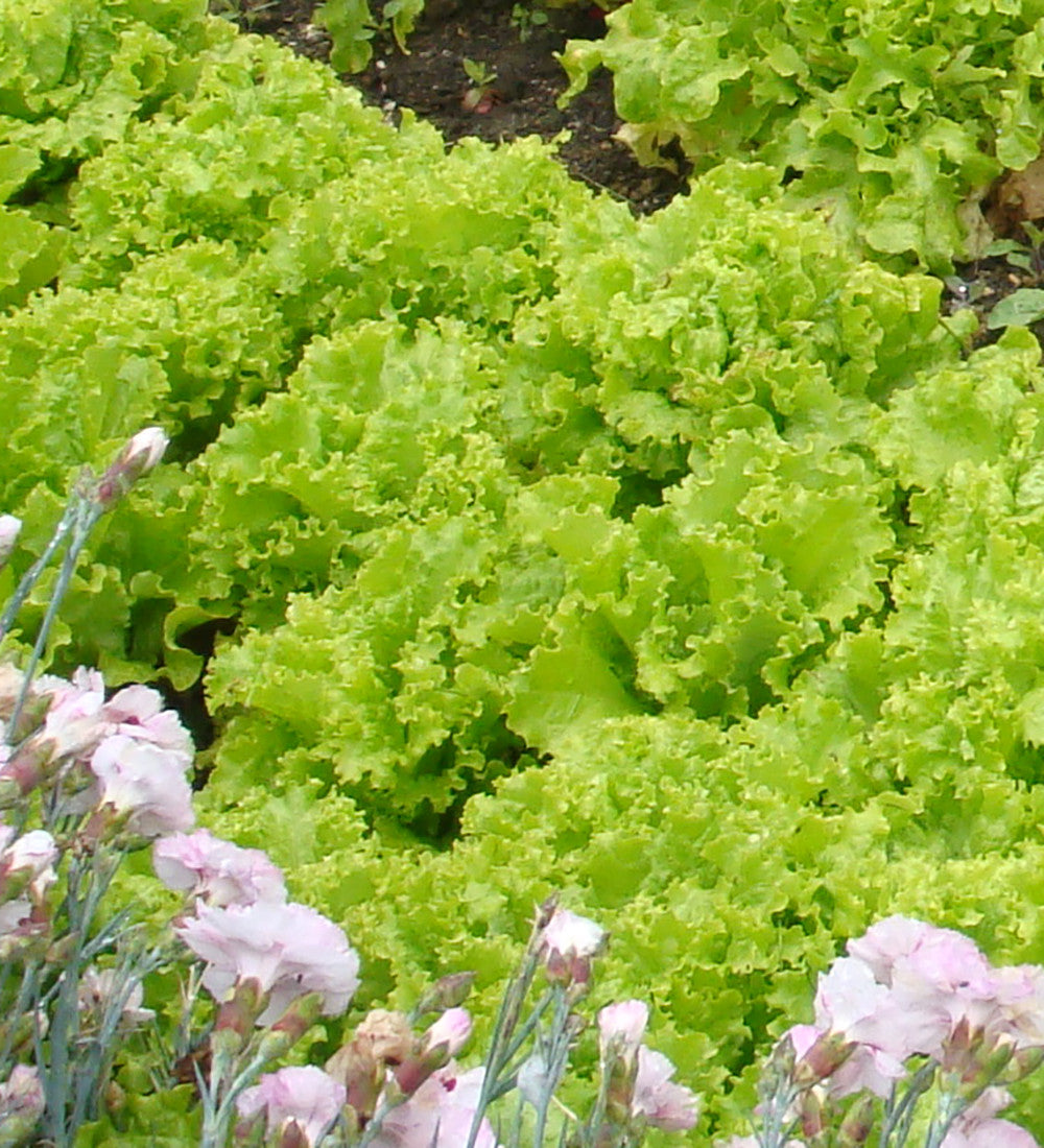 Sarah Raven Seeds Salat Best Summer Mix Samen 1000 Samen Sommer