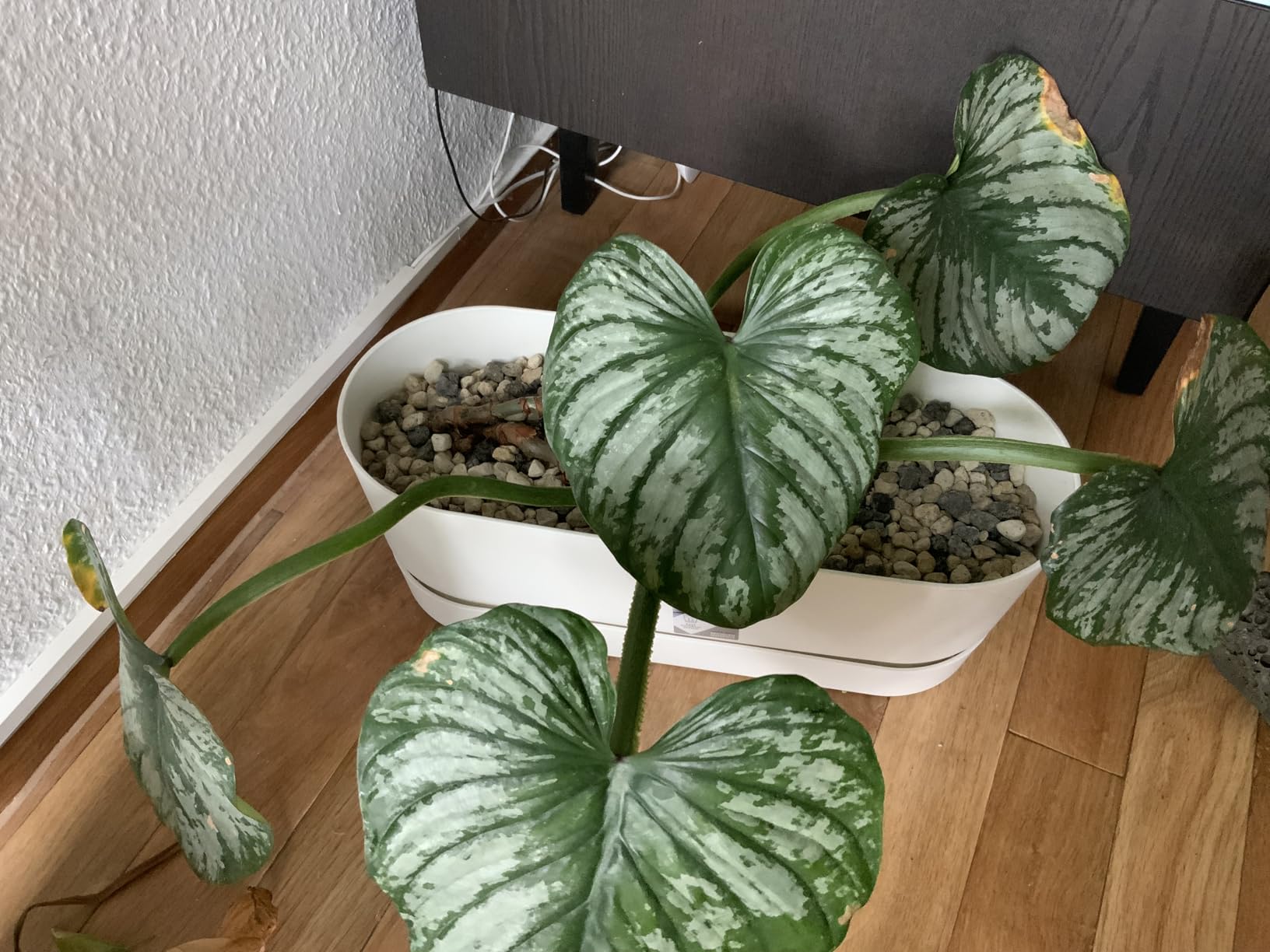 elho Greenville Pflanzgefäß Lang 50 Leaf Green 50cm