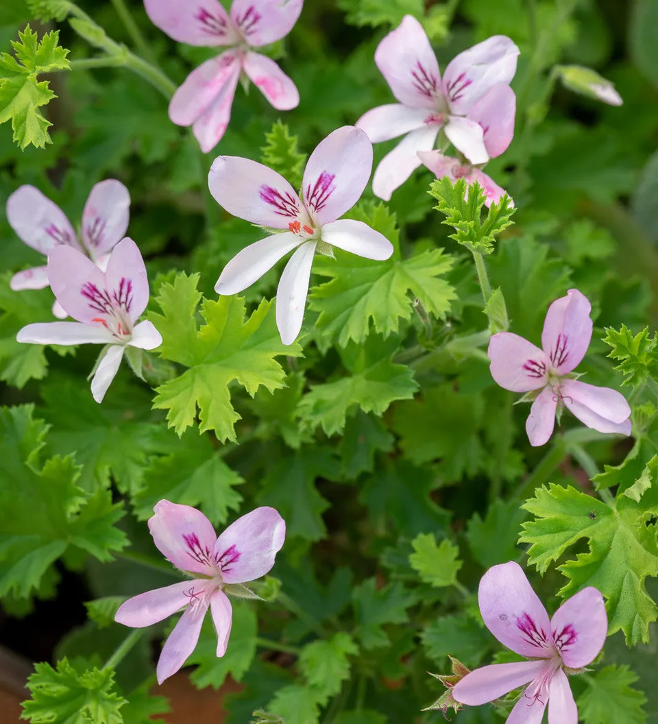 Sarah Raven Plants Pelargonie Prince of Orange 3x 9cm Duft