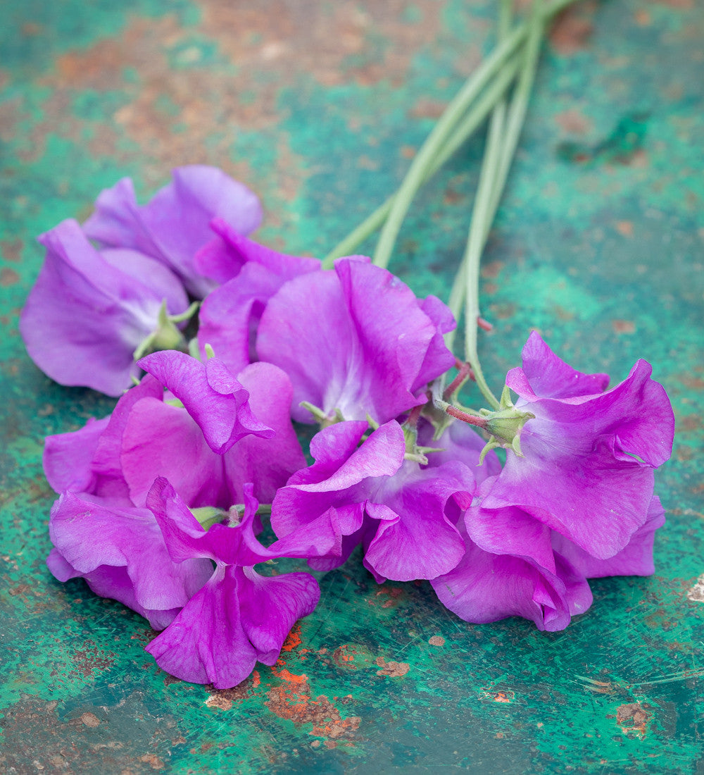 Sarah Raven Plants Brilliant Buckets Sweet Pea 16 Jungpflanzen duftend