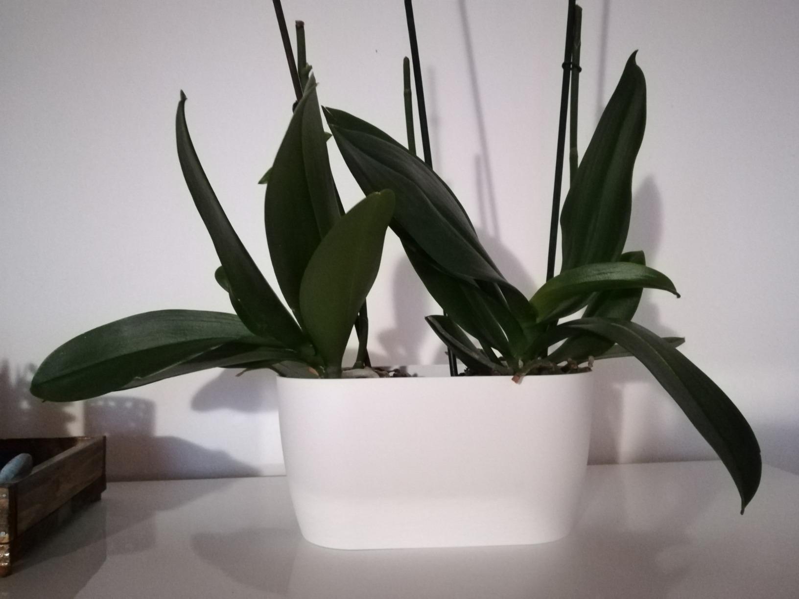 elho Brussels Orchidee Duo Blumentopf 25 cm transparent Doppel