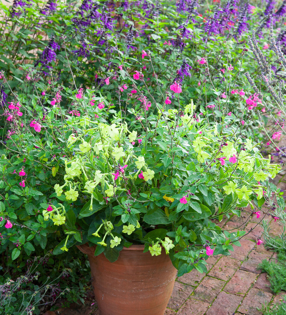 Sarah Raven Plants Nicotiana alata Lime Green Samen 100 Stück