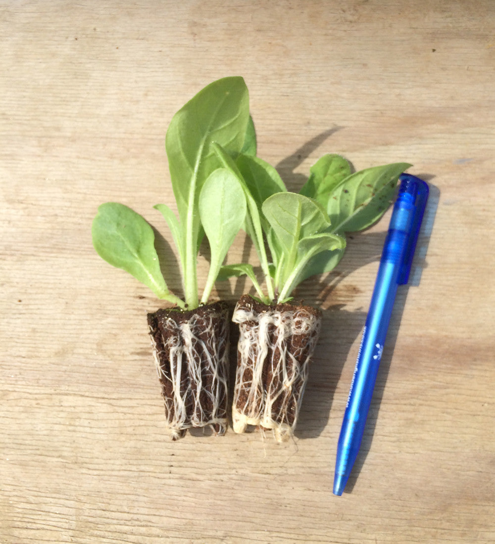 Sarah Raven Seeds Nicotiana Whisper Mixed F1 Blumensamen 20 Samen
