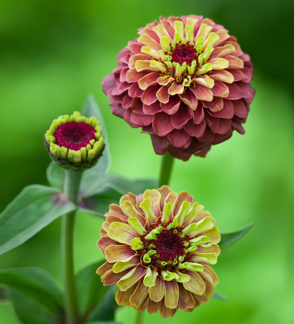 Sarah Raven Plants Cranberry Lime Zinnia Collection 12x9 cm