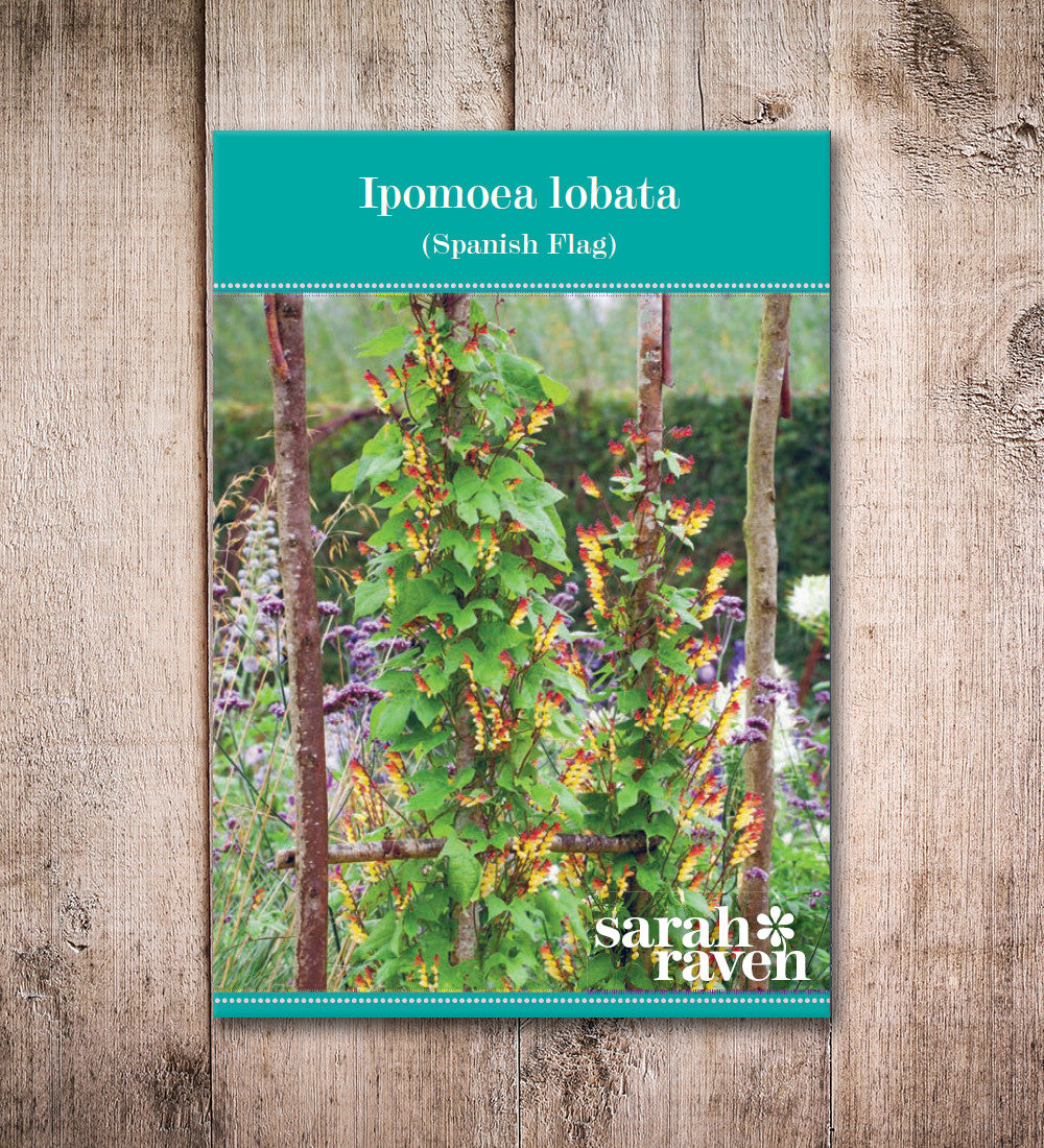 Sarah Raven Seeds Ipomoea lobata Samen 20 Samen einjährig