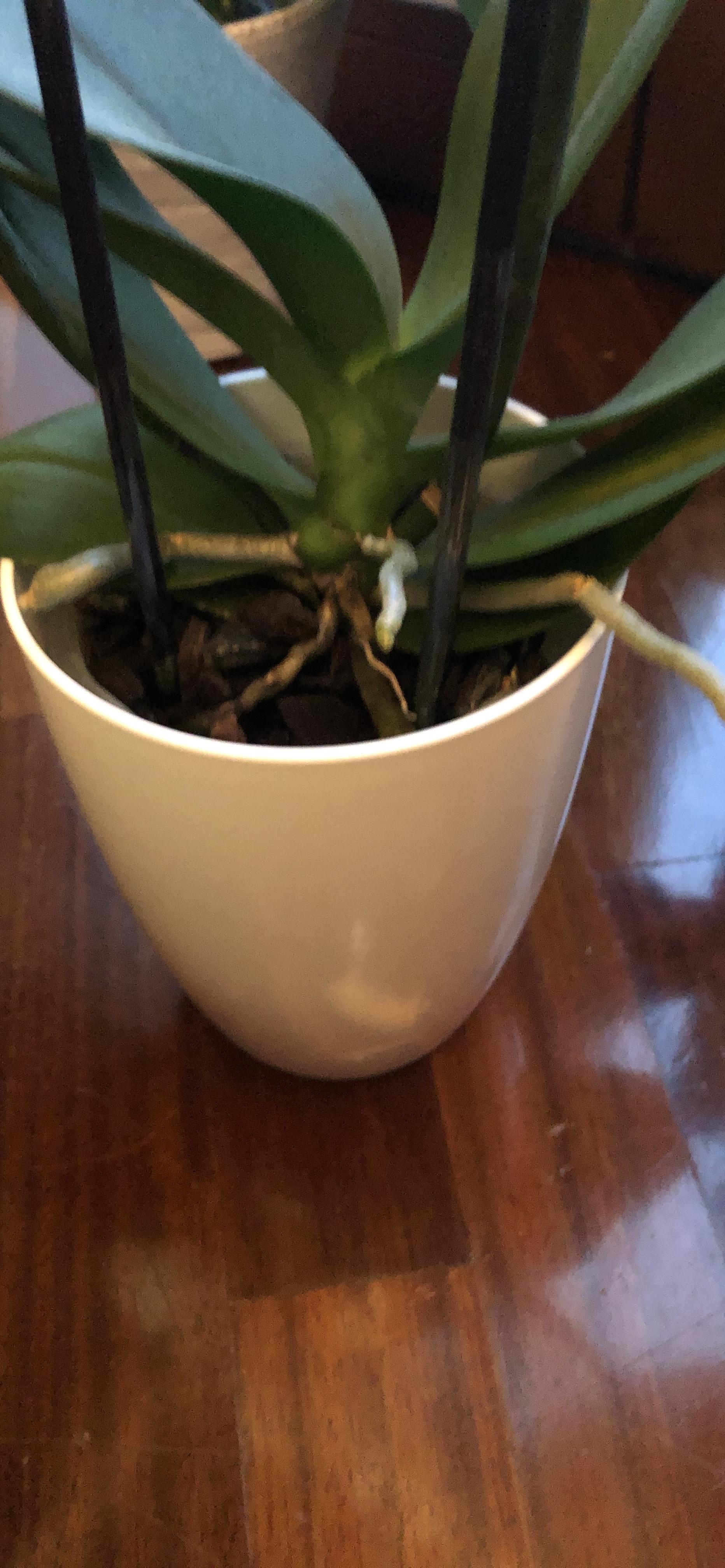 elho Brussels Diamond Orchidee Hoch 12.5 Topf Weiß