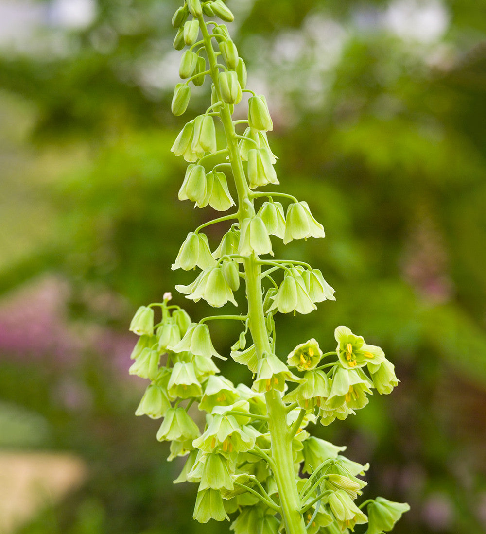 Sarah Raven Bulbs Fritillaria Ivory Bells Blumenzwiebeln 3 Stück grün