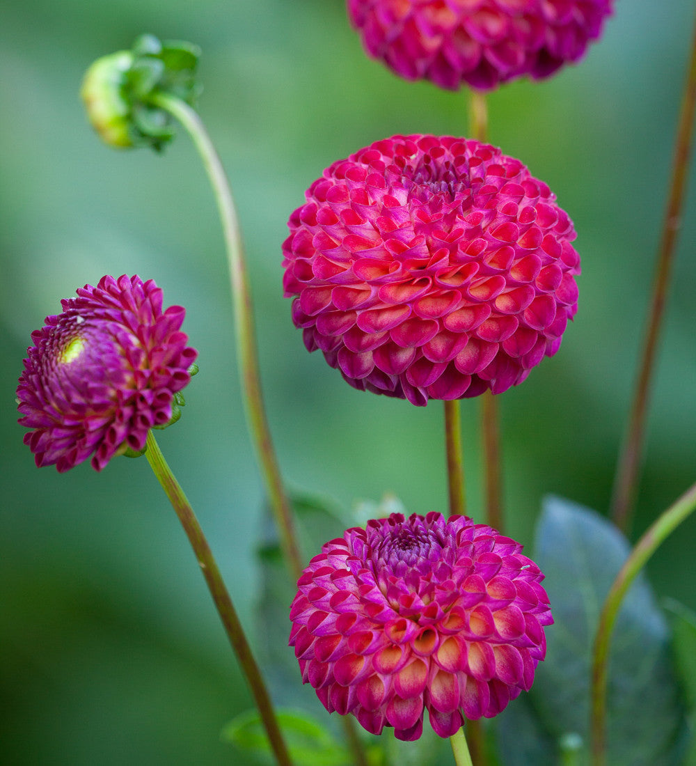Sarah Raven Bulbs Pompom Party Dahlia Collection Dahlienknollen 5 Knollen Ball