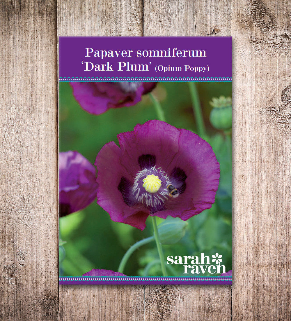 Sarah Raven Seeds Papaver Dark Plum Mohn Samen 100 Samen Pflaume