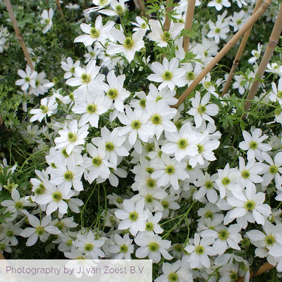 Sarah Raven Plants Clematis Early Sensation Pflanze 2L-Topf creme