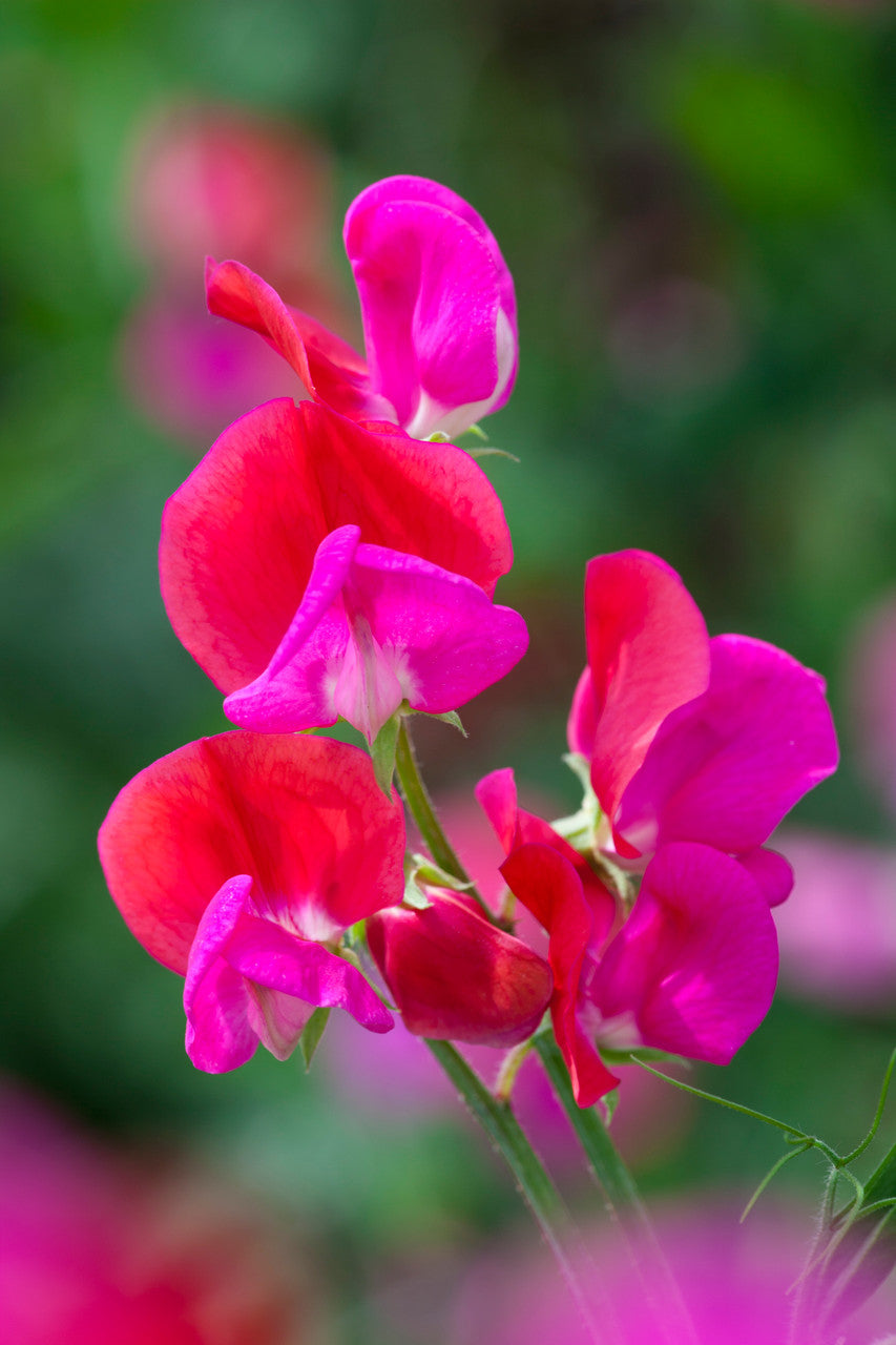 Sarah Raven Seeds Sweet Pea Duftwicke 20 Samen stark duftend pink