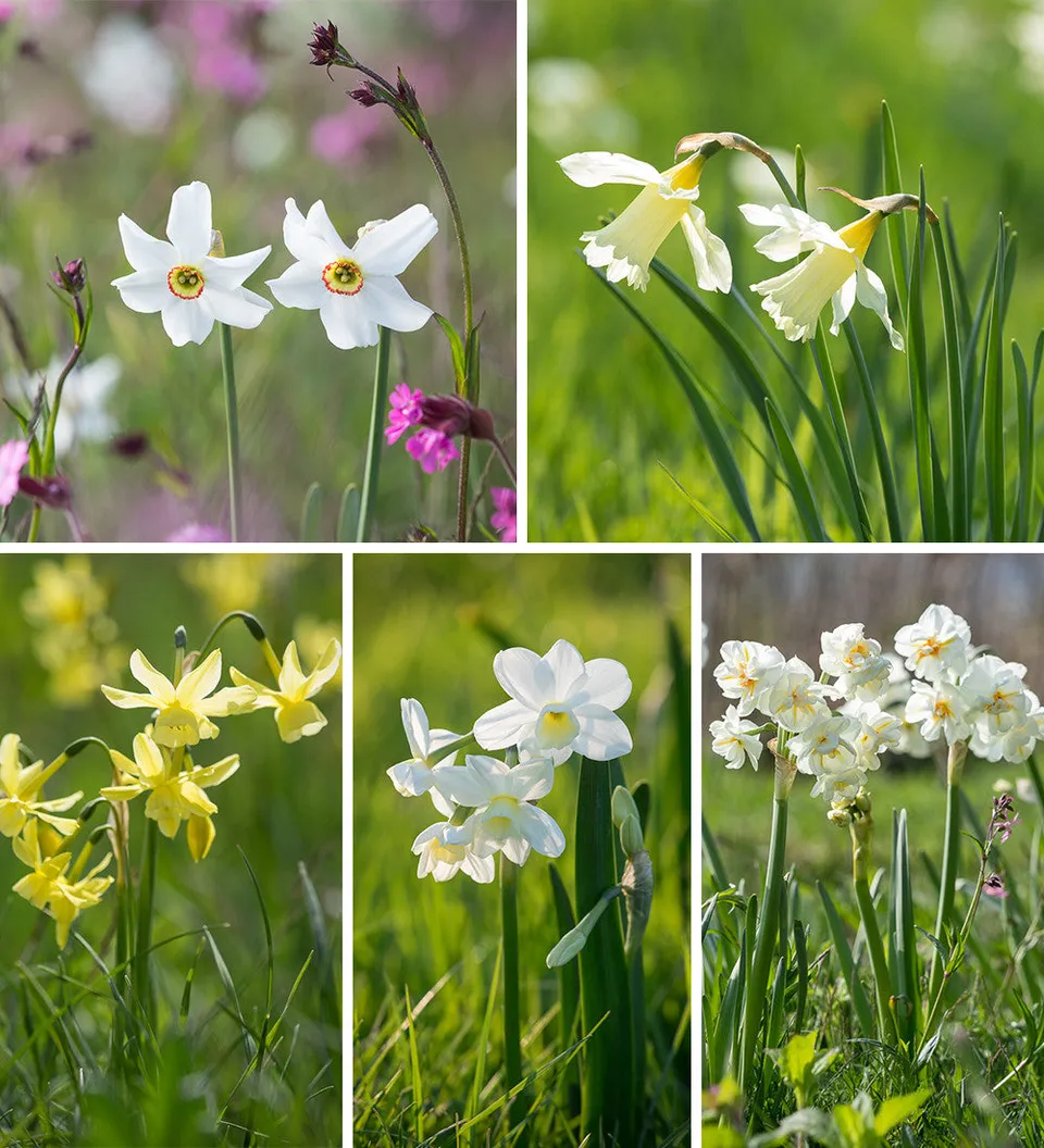 Sarah Raven Narcissus Naturalising Narzissen 50 Zwiebeln Mix