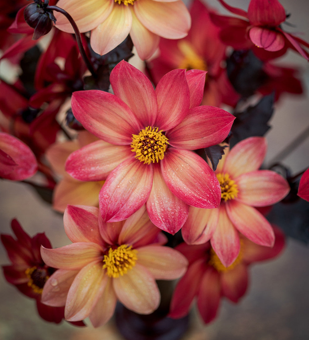 Sarah Raven Bulbs Dahlia Schipper's Bronze Knolle 1 Knolle kupfer
