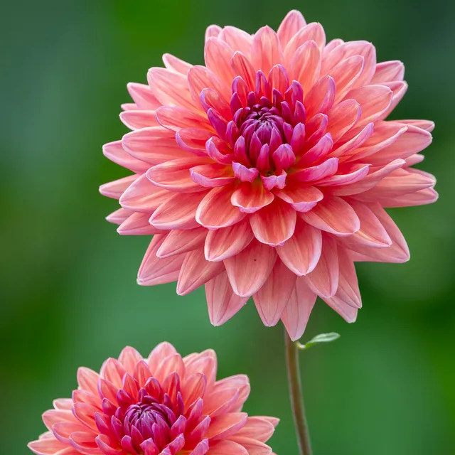 Sarah Raven Bulbs Dahlia Dutch Pearl Knolle 1 Knolle korall