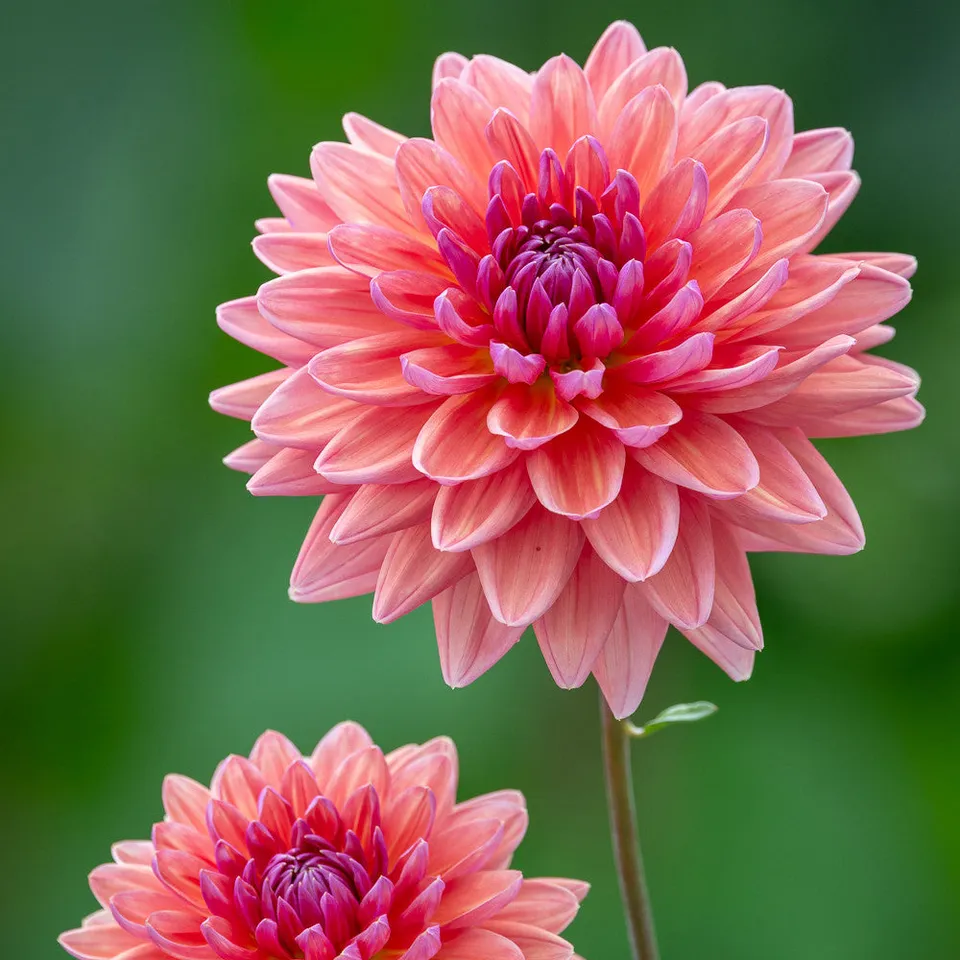 Sarah Raven Bulbs Dahlia Dutch Pearl Knolle 1 Knolle korall