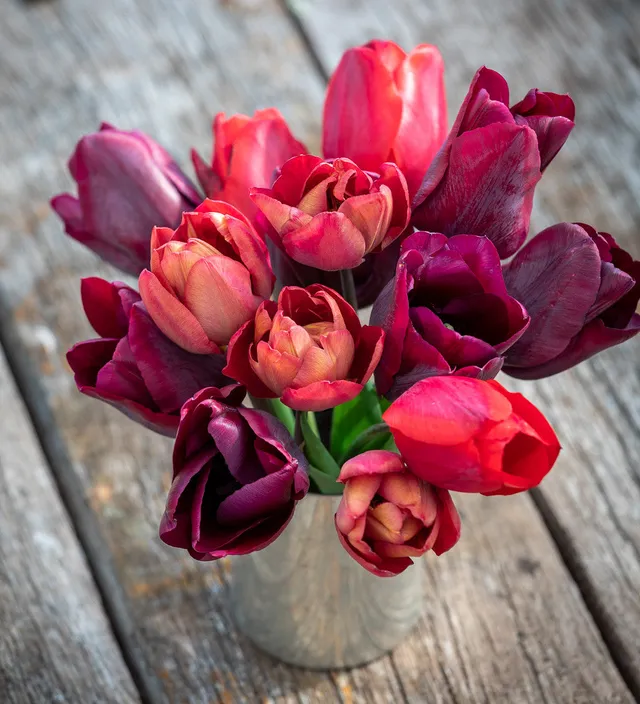 Sarah Raven Bulbs Dutch Yard Tulpenzwiebeln 30 Zwiebeln rot