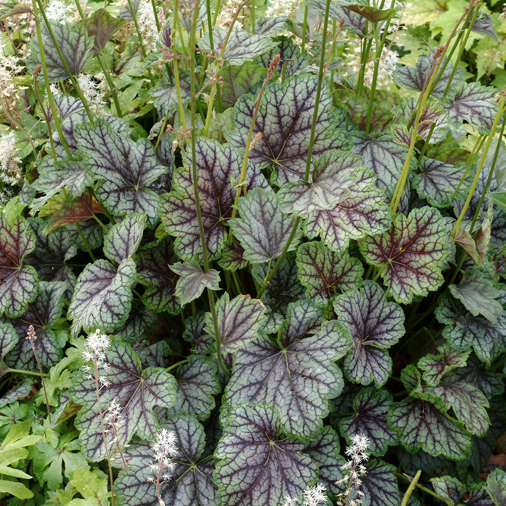 Sarah Raven Plants Heuchera Green Spice Purpurglöckchen 3x9cm silber