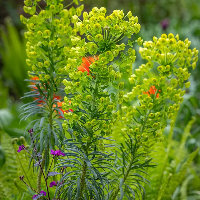 Sarah Raven Plants Euphorbia Wulfenii Gartenpflanze 3x9cm grün