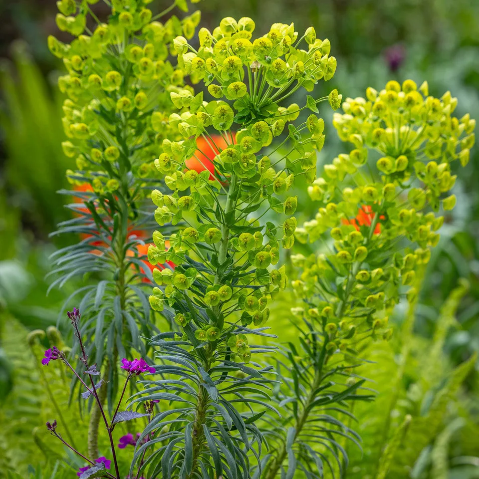 Sarah Raven Plants Euphorbia Wulfenii Gartenpflanze 3x9cm grün
