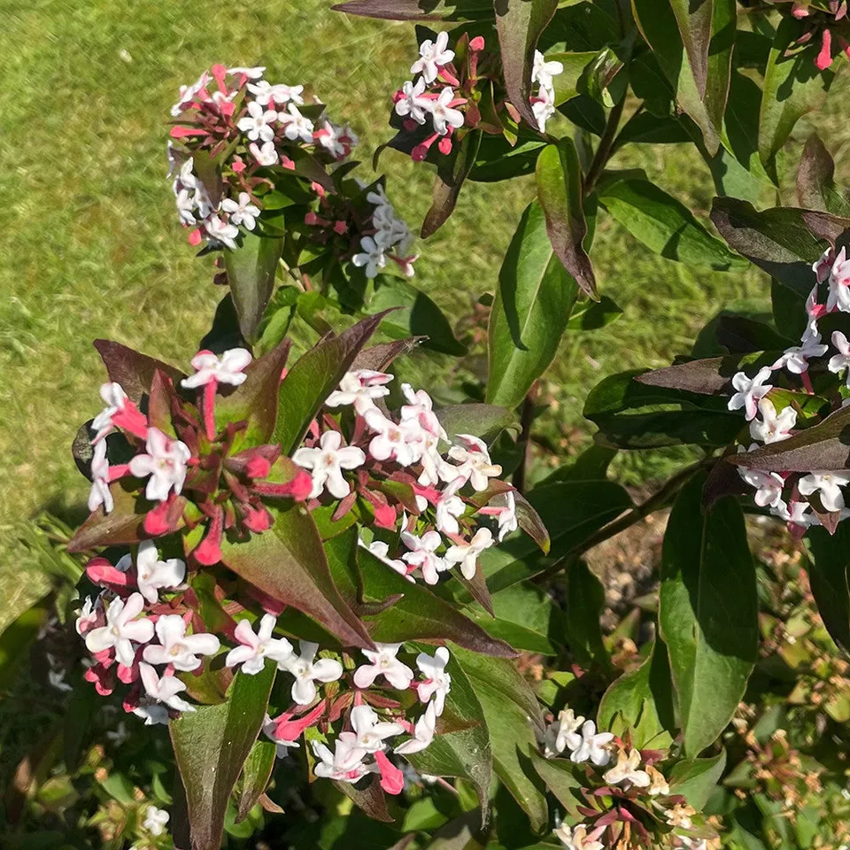 Sarah Raven Abelia mosanensis Monia Pflanze 3 Liter