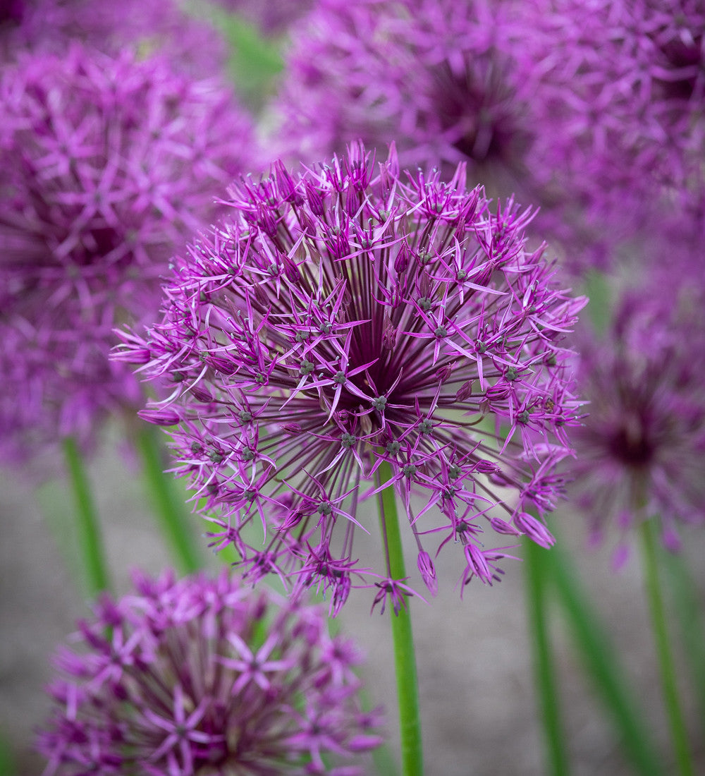 Sarah Raven Allium Purple Rain Blumenzwiebeln 15 Zwiebeln lila