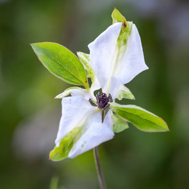 Sarah Raven Plants Clematis viticella Alba Luxurians Pflanze 2L Weiß
